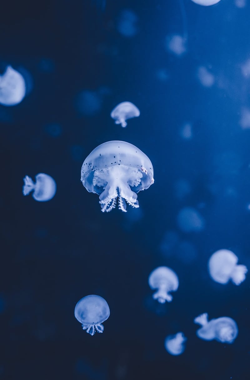Underwater Dining Experience